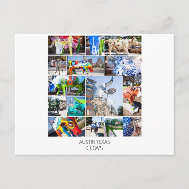 Austin Texas Cows Postkarte (Vorderseite)