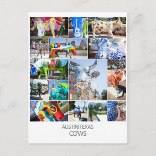 Austin Texas Cows Postkarte