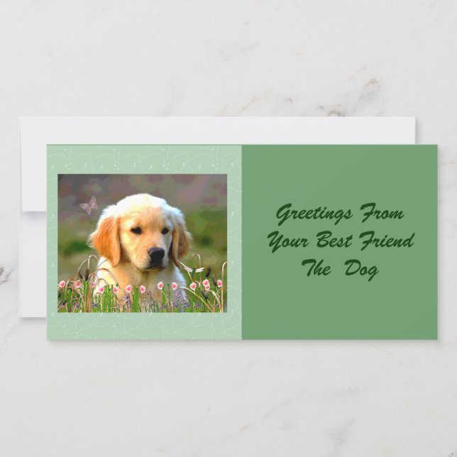 Austin The Golden Labrador (Vorderseite)
