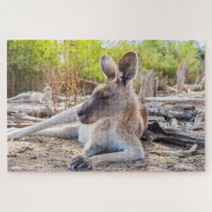 Austrailian Kangaroo Resting Puzzle