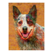 Australhund