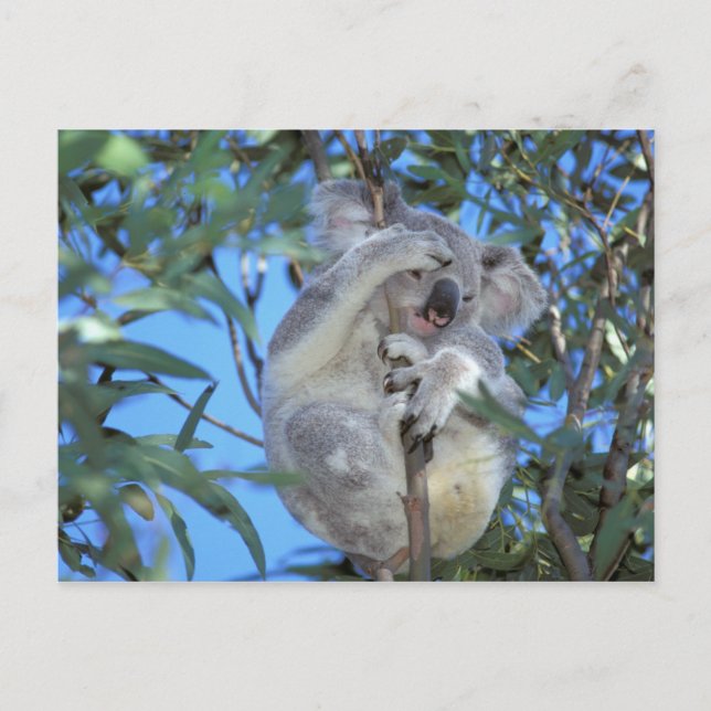 Australia, Koala Phasclarctos Cinereus) Postkarte (Vorderseite)