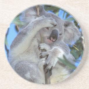 Australia, Koala Phasclarctos Cinereus) Sandstein Untersetzer