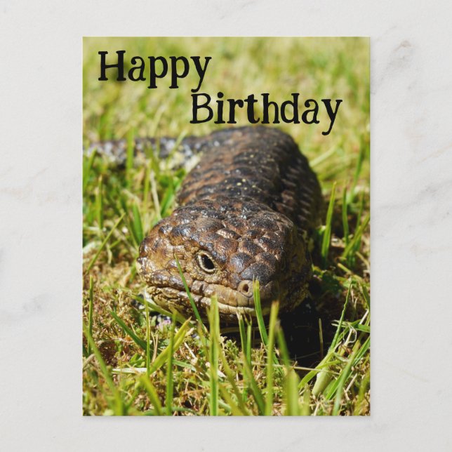 Australian Blue Tongue Lizard, Birthday Postcard Postkarte (Vorderseite)
