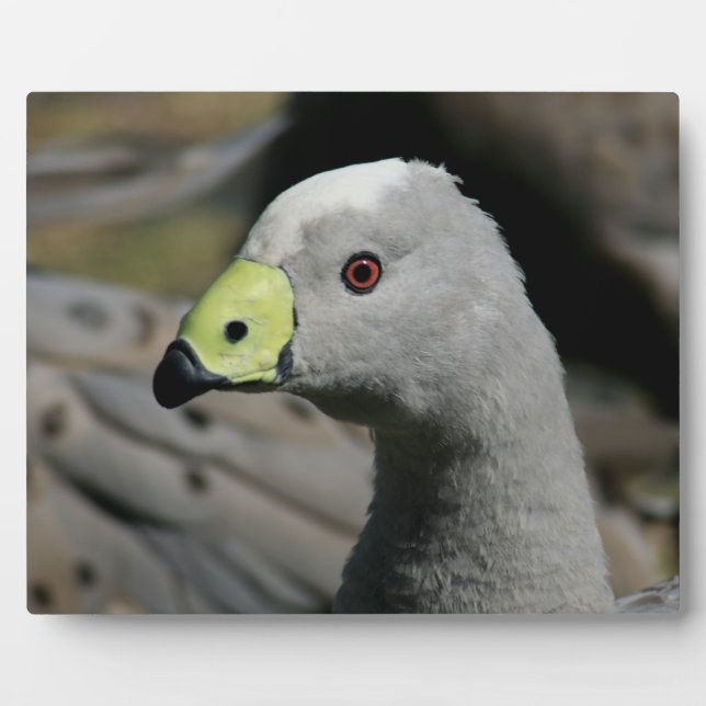 Australian Cape Barren Goose Fotoplatte (Vorderseite)