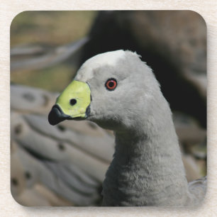 Australian Cape Barren Goose Getränkeuntersetzer