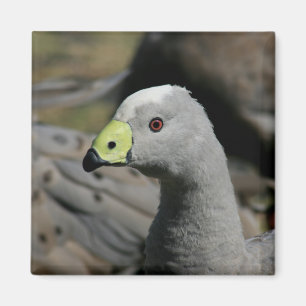 Australian Cape Barren Goose Magnet