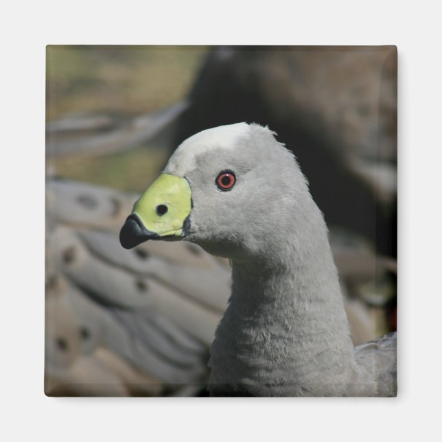 Australian Cape Barren Goose Magnet (Vorne)