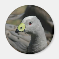 Australian Cape Barren Goose