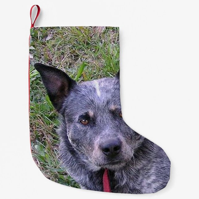 Australian_cattle_dog blue.png kleiner weihnachtsstrumpf (Vorderseite)