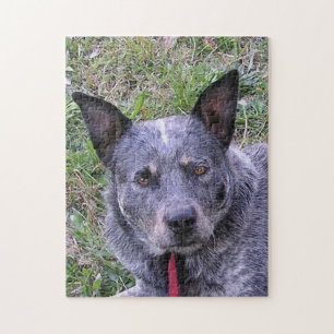 Australian_cattle_dog blue.png puzzle