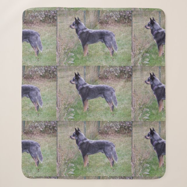 Australian_Cattle_Dog_blue vollständig Sherpadecke (Vorderseite)