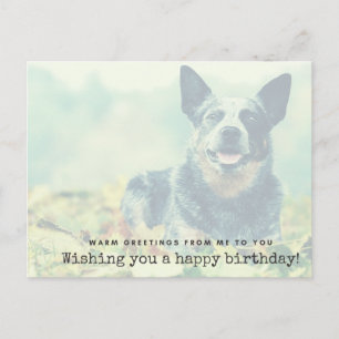 Australian Cattle Dog Postkarte