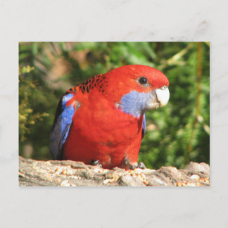 Australian Crimson Rosella Postkarte