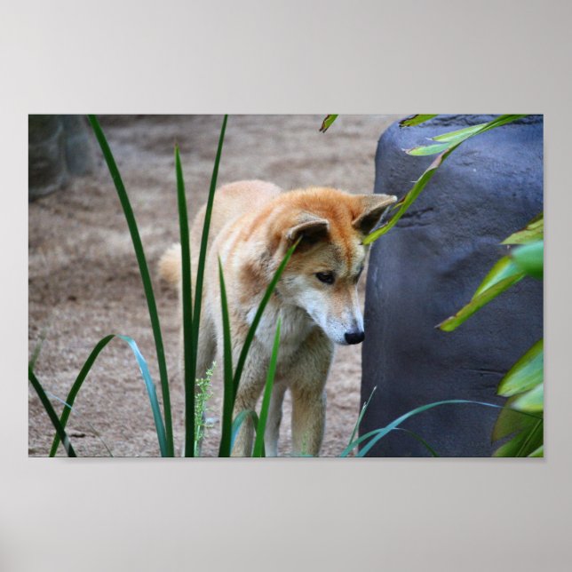 Australian Dingo Poster (Vorne)