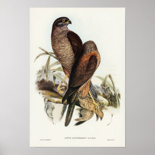 Australian Goshawk von Elizabeth Gould Poster