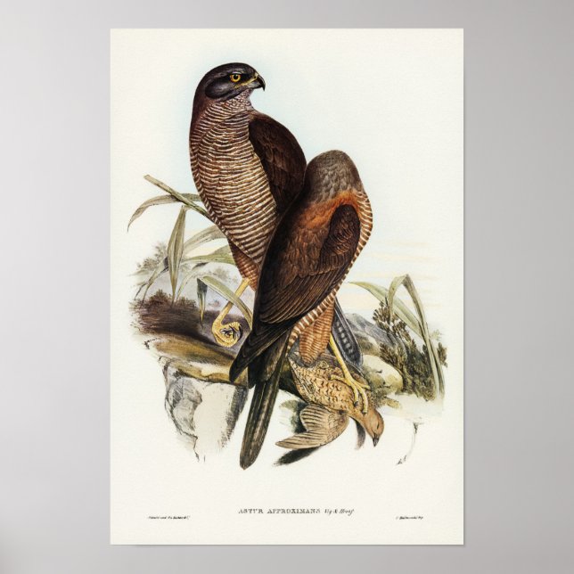 Australian Goshawk von Elizabeth Gould Poster (Vorne)