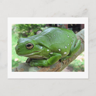 Australian Green Tree Frog Postkarte