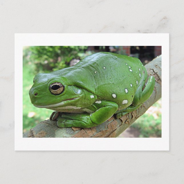 Australian Green Tree Frog Postkarte (Vorderseite)