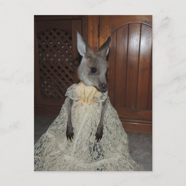 Australian Kangaroo Joey Postkarte (Vorderseite)