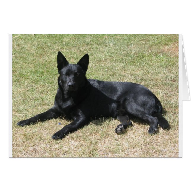 Australian Kelpie Dog (Vorderseite (Horizontal))