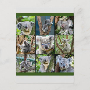 Australian Koala in Eukalyptus Tree Postkarte