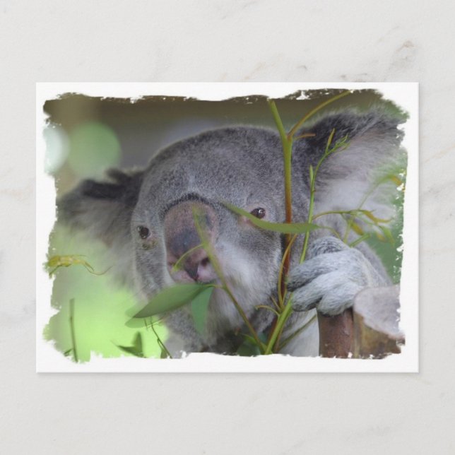 Australian Koala Postcard Postkarte (Vorderseite)