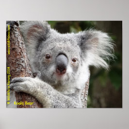 Australian Koala Poster