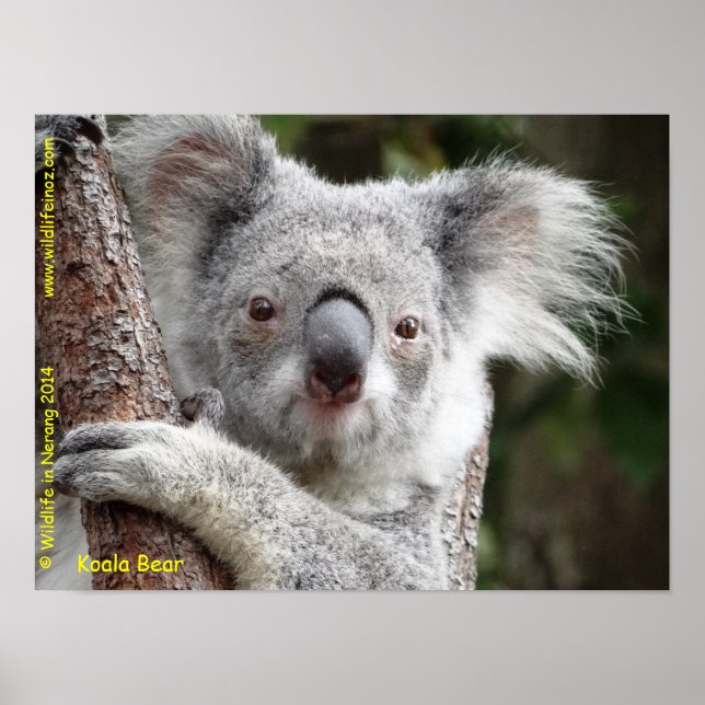 Australian Koala Poster (Vorne)