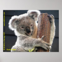 Australian Koala