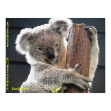 Australian Koala