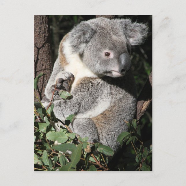 Australian Koala Postkarte (Vorderseite)