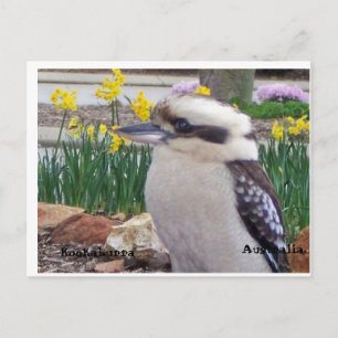 Australian Kookaburra Postkarte