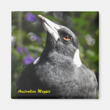 Australian Magpie