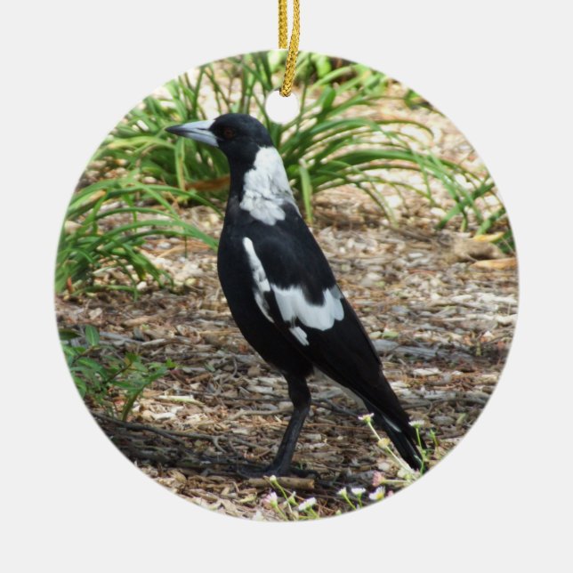 Australian Magpie Ornament (Vorne)