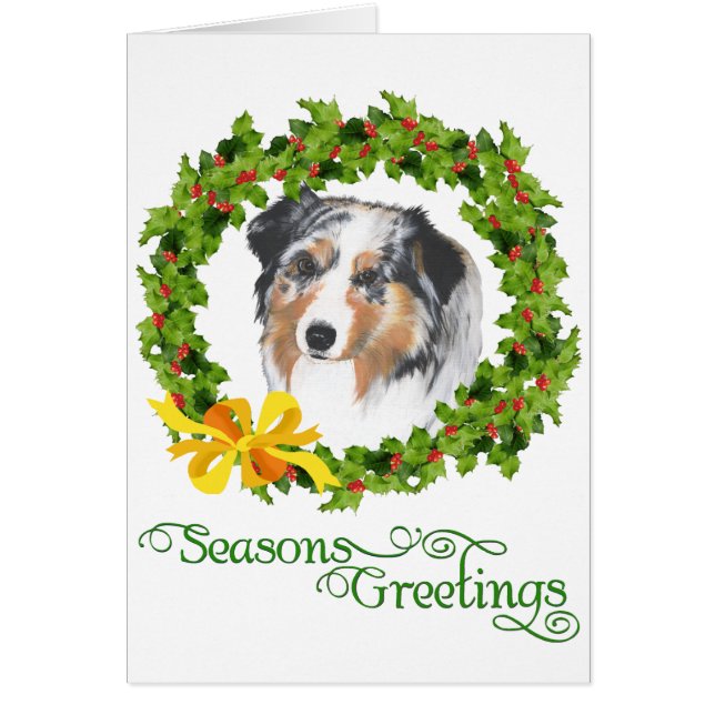 Australian Shepherd (Vorne)