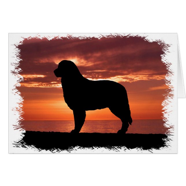 Australian Shepherd (Vorderseite (Horizontal))