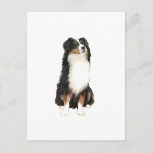 AUSTRALIAN SHEPHERD (A) - Dreifarbig Postkarte