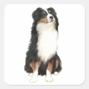 AUSTRALIAN SHEPHERD (A) - Tri Color Quadratischer Aufkleber