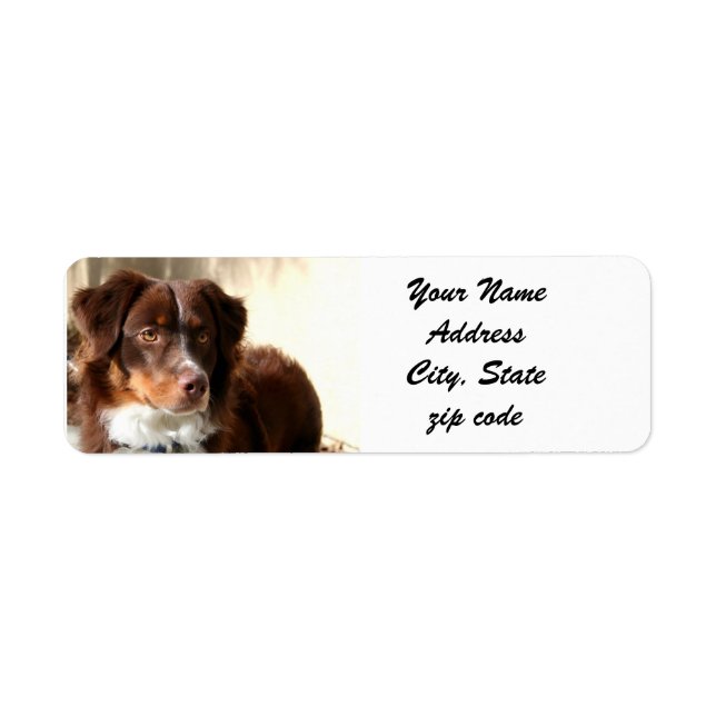 Australian Shepherd Address Labels (Vorne)