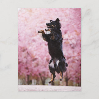 Australian Shepherd and Cherry Blossoms Postkarte