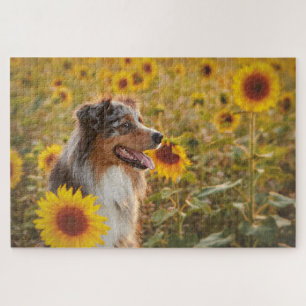 Australian Shepherd and Sunflowers Puzzle