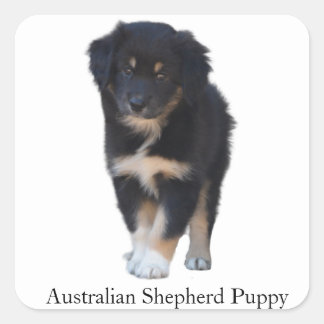 Australian Shepherd (Aussie) Welpensticker Quadratischer Aufkleber