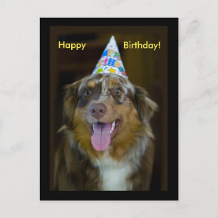 Australian Shepherd Birthday Party Dog Einladungspostkarte