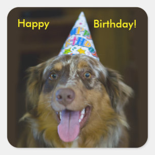 Australian Shepherd Birthday Party Dog Quadratischer Aufkleber