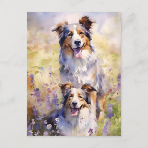 Australian Shepherd bunte Aquarellkunst Postkarte