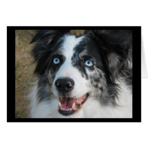 Australian Shepherd Card