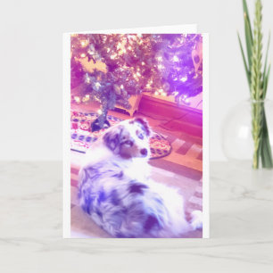Australian Shepherd Christmas Feiertagskarte