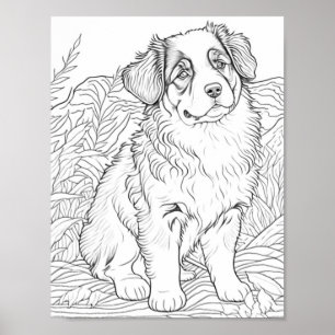 Australian Shepherd Dog Aduloring Poster