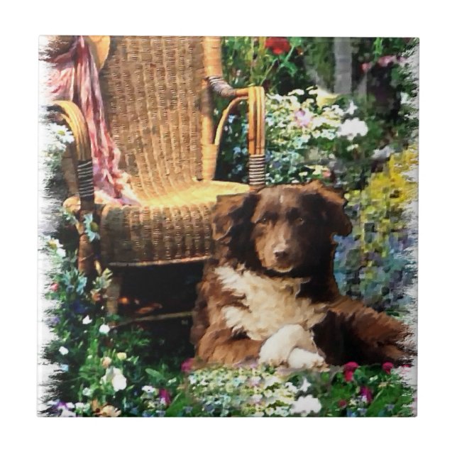 Australian Shepherd Dog Art Fliese (Vorderseite)